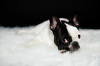 lying French Bulldog