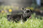 French Bulldog Puppy stands in the grass