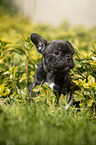 sitting french bulldog puppy