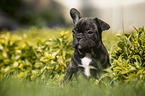 sitting french bulldog puppy