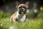 French Bulldog Puppy stands in the grass