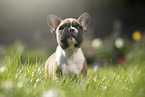 French Bulldog Puppy stands in the grass