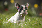 sitting french bulldog puppy