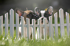 sitting french bulldog puppy