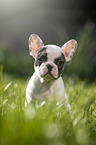 sitting french bulldog puppy