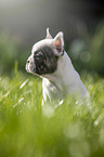 sitting french bulldog puppy