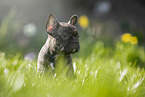 sitting french bulldog puppy