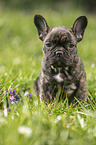 sitting french bulldog puppy