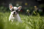 sitting french bulldog puppy