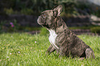 sitting French Bulldog