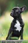 young French Bulldog