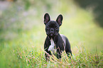 young French Bulldog