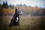 sitting French Bulldog