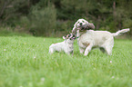 Golden Retriever and French Bulldog