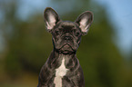 young French bulldog puppy