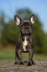 young French bulldog puppy