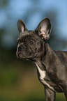 young French bulldog puppy