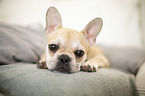 lying French Bulldog