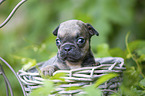 French bulldog puppy in a basket