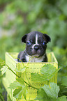 French bulldog puppy in a crate