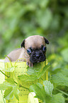 French bulldog puppy in a crate