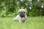 French bulldog puppy