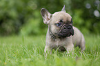 French bulldog puppy