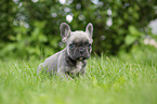 French bulldog puppy