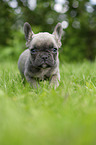 French bulldog puppy