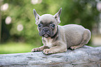 French bulldog puppy