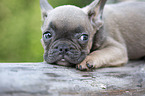 French bulldog puppy