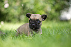 French bulldog puppy