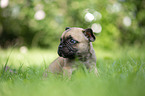 French bulldog puppy