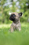 French bulldog puppy