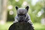 French bulldog puppy