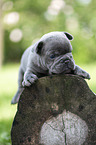 French bulldog puppy