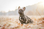 French Bulldog