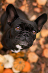 sitting French Bulldog