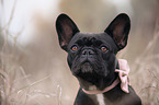 French Bulldog Portrait