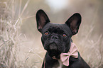 French Bulldog Portrait