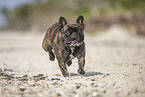 running french bulldog