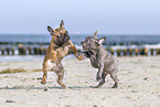 two french bulldog puppies