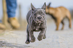 two french bulldog puppies