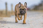 running french bulldog