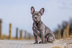 sitting french bulldog puppy