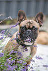 French Bulldog Portrait