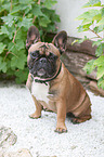 sitting French Bulldog