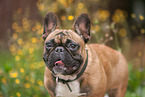 French Bulldog Portrait