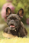 lying French Bulldog