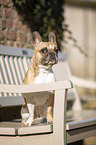 sitting French Bulldog